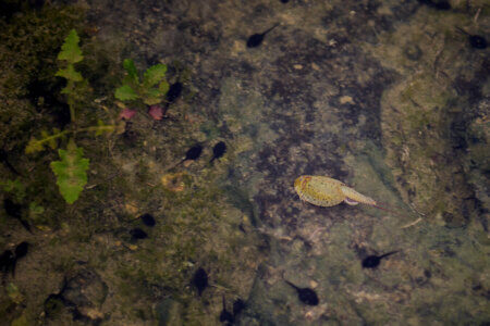 Cap-grossos i triops