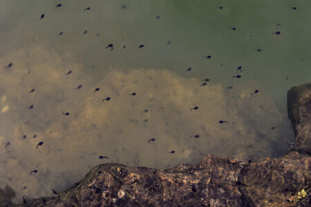 Cap-grossos i triops