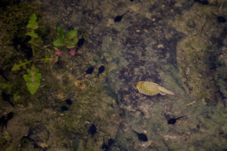 Cap-grossos i triops