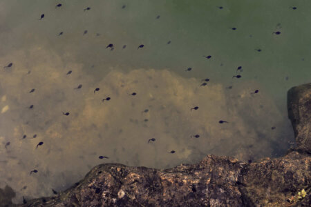 Cap-grossos i triops