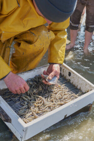 La pesca de gambes a cavall